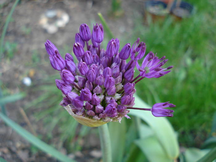 Allium Purple Sensation (2009, May 06)