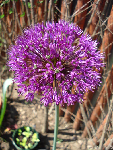 Allium Purple Sensation (2009, May 06) - Allium aflatunense Purple