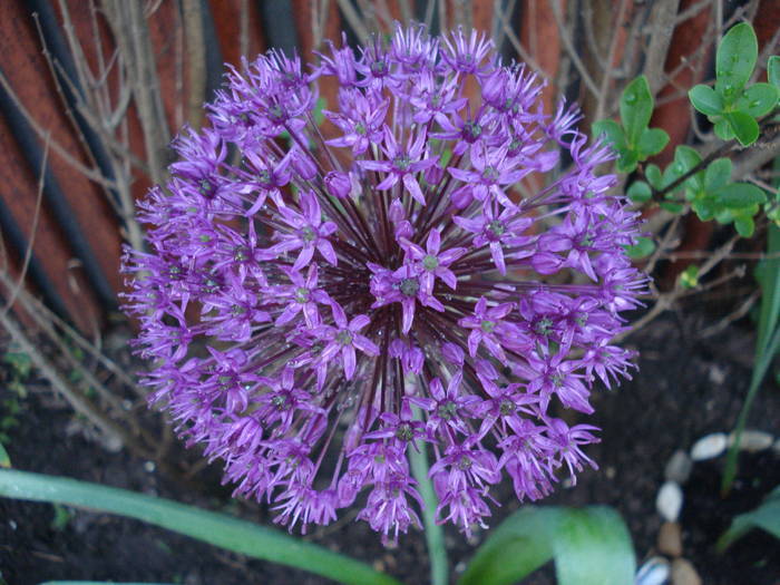 Allium Purple Sensation (2009, May 06) - Allium aflatunense Purple