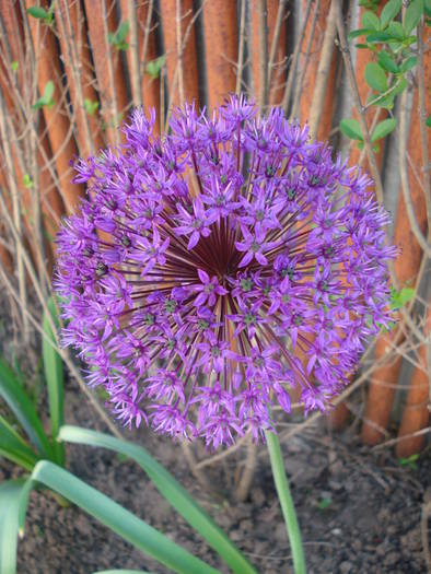 Allium Purple Sensation (2009, May 08) - Allium aflatunense Purple