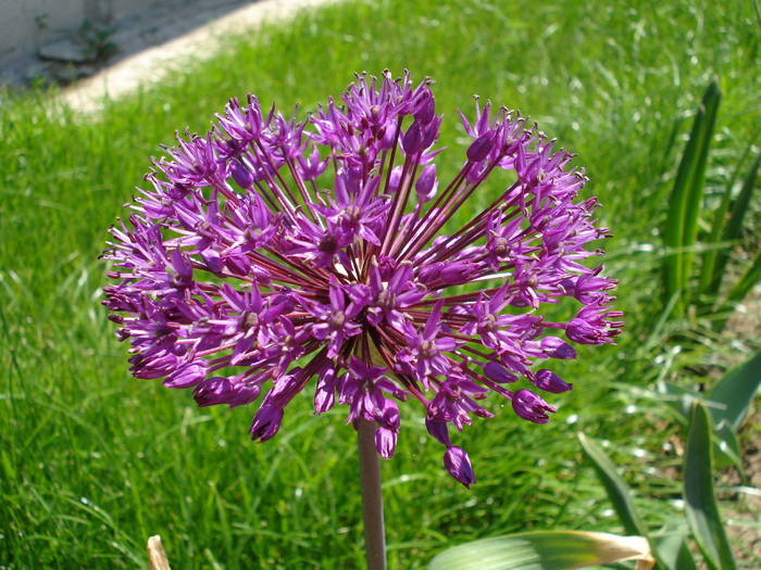 Allium Purple Sensation (2009, May 09) - Allium aflatunense Purple