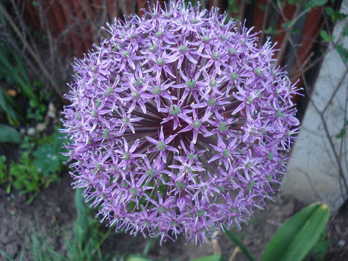 Allium Purple Sensation (2009, May 20) - Allium aflatunense Purple