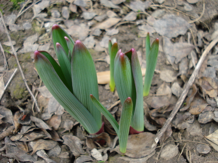 Allium Purple Sensation (2010, March 21) - Allium aflatunense Purple