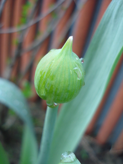 Allium Purple Sensation (2010, April 21)