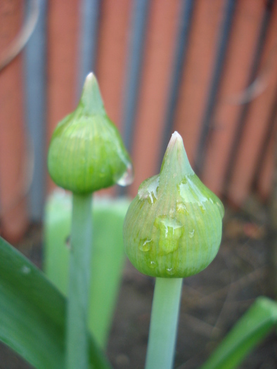 Allium Purple Sensation (2010, April 21) - Allium aflatunense Purple