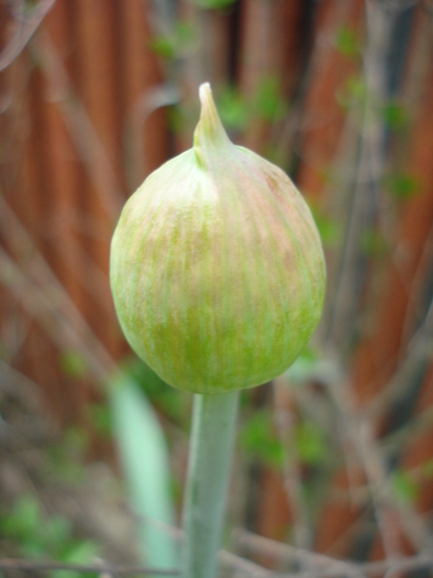 Allium Purple Sensation (2010, April 25)