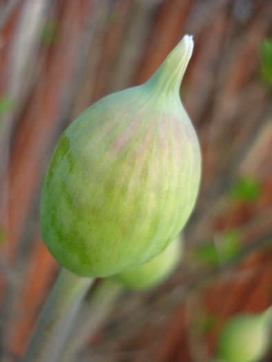 Allium Purple Sensation (2010, April 29)