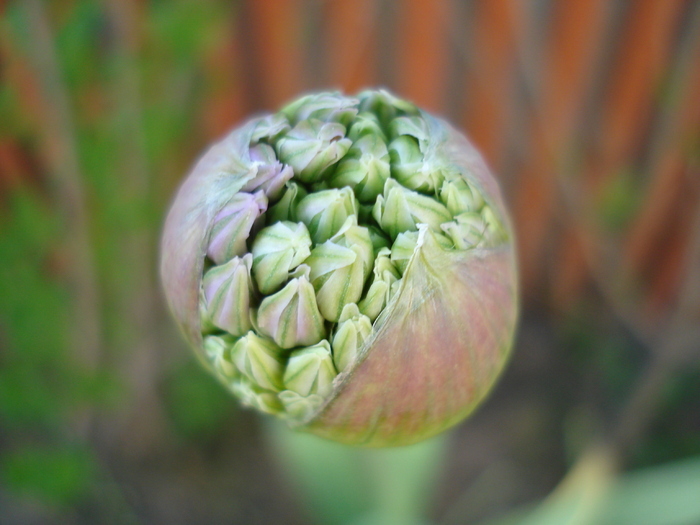 Allium Purple Sensation (2010, April 29) - Allium aflatunense Purple