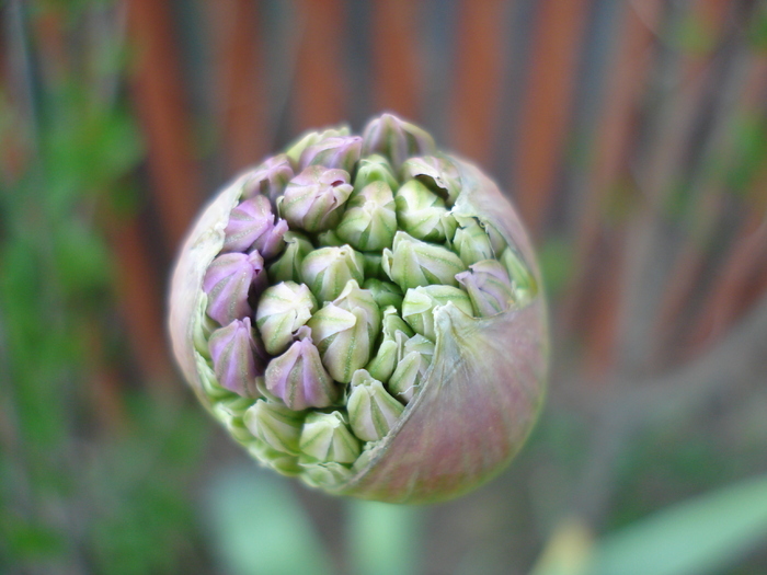 Allium Purple Sensation (2010, April 30) - Allium aflatunense Purple