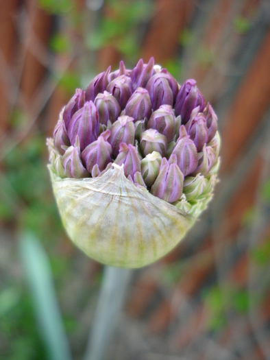 Allium Purple Sensation (2010, April 30) - Allium aflatunense Purple