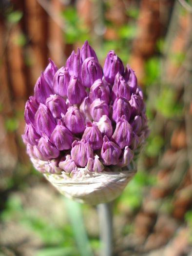 Allium Purple Sensation (2010, May 01) - Allium aflatunense Purple