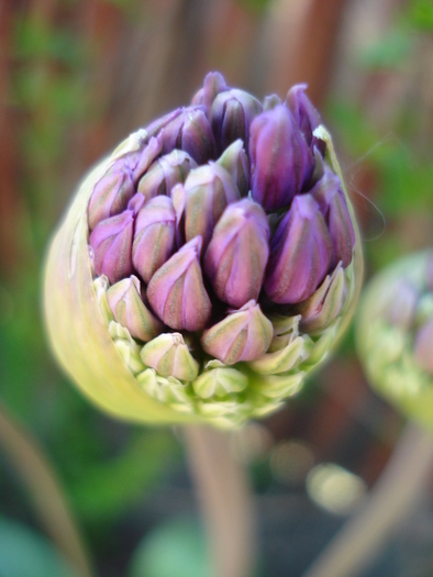 Allium Purple Sensation (2010, May 01) - Allium aflatunense Purple