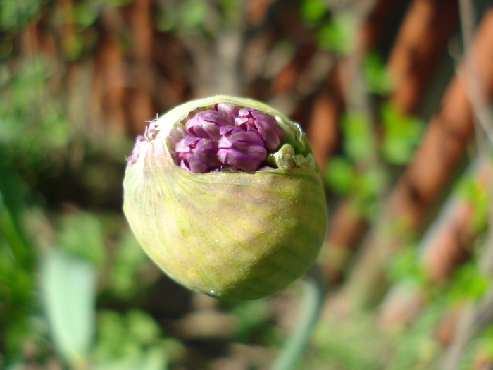 Allium Purple Sensation (2010, May 02)
