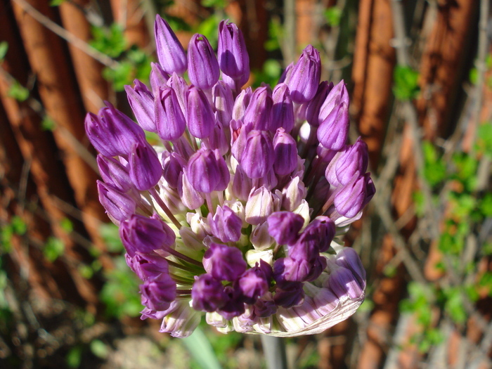 Allium Purple Sensation (2010, May 02)