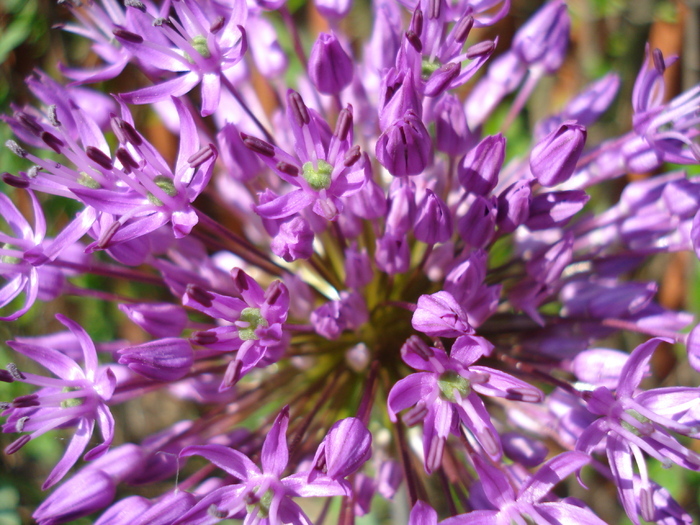Allium Purple Sensation (2010, May 04)