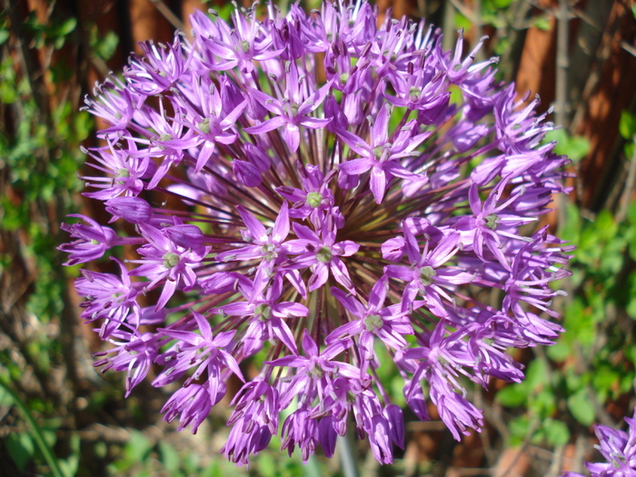 Allium Purple Sensation (2010, May 05)