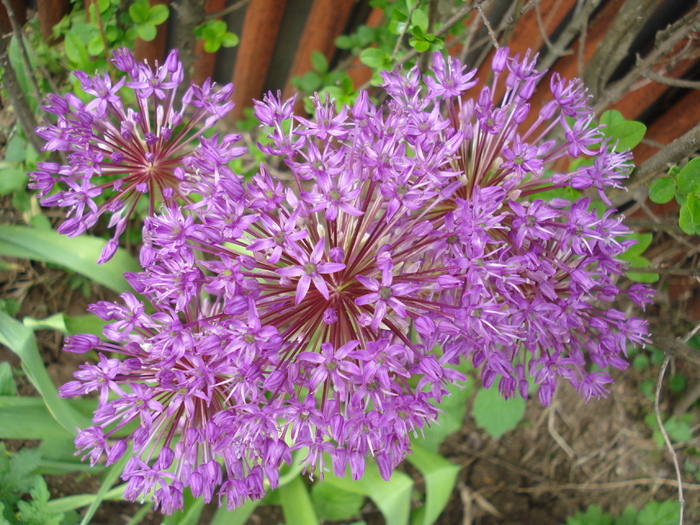 Allium Purple Sensation (2010, May 06)