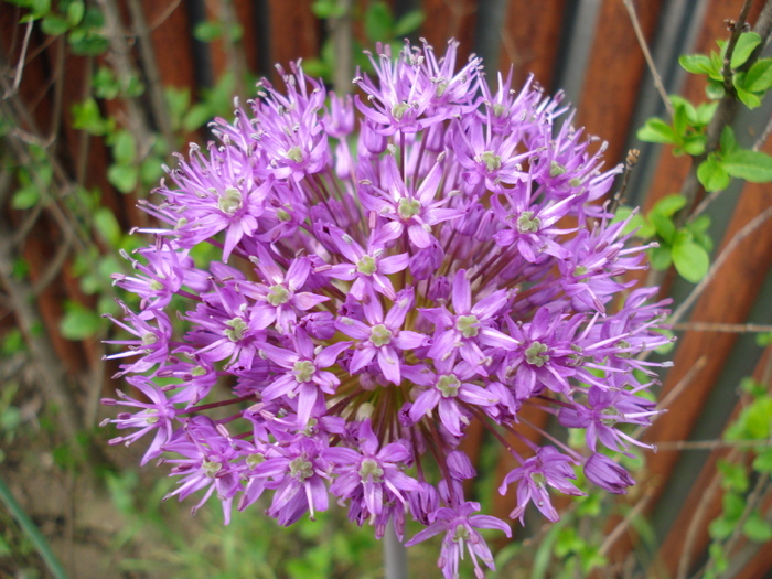 Allium Purple Sensation (2010, May 06)