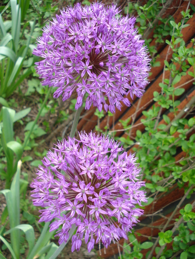 Allium Purple Sensation (2010, May 06)