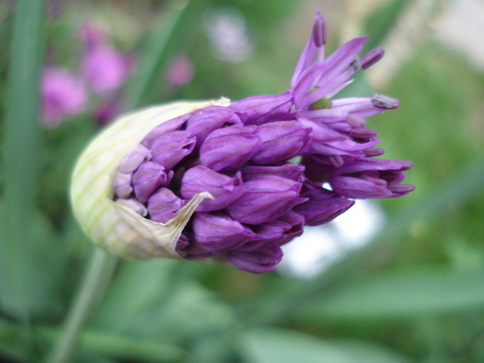 Allium Purple Sensation (2010, May 07)