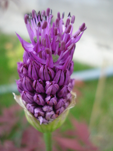Allium Purple Sensation (2010, May 07)