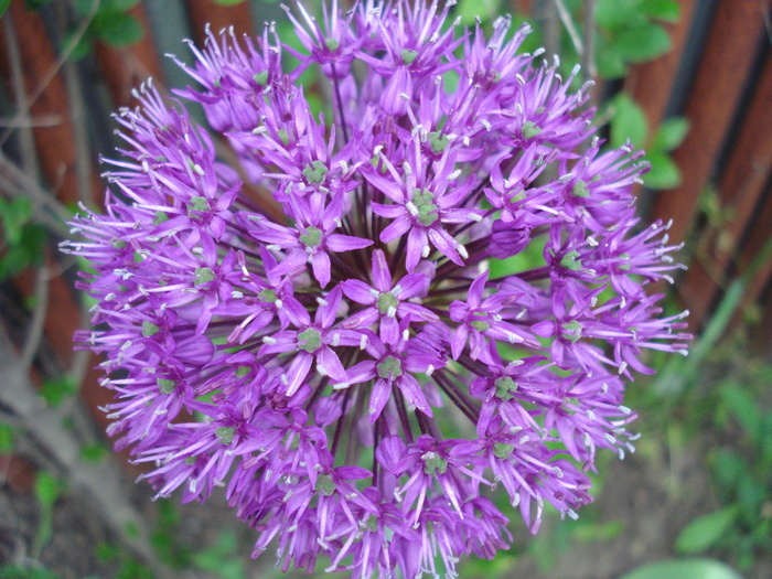 Allium Purple Sensation (2010, May 07)