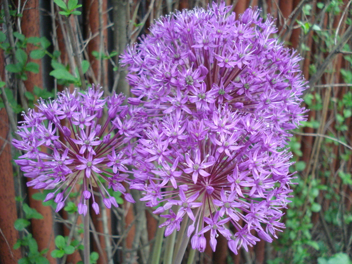 Allium Purple Sensation (2010, May 07)