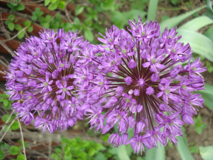 Allium Purple Sensation (2010, May 07)