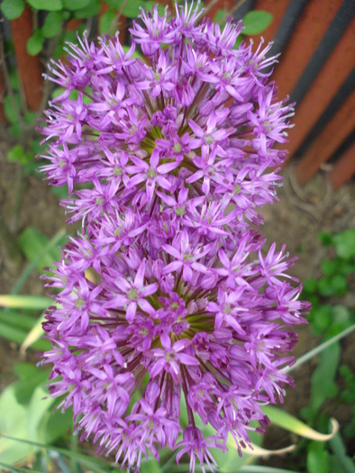 Allium Purple Sensation (2010, May 07)