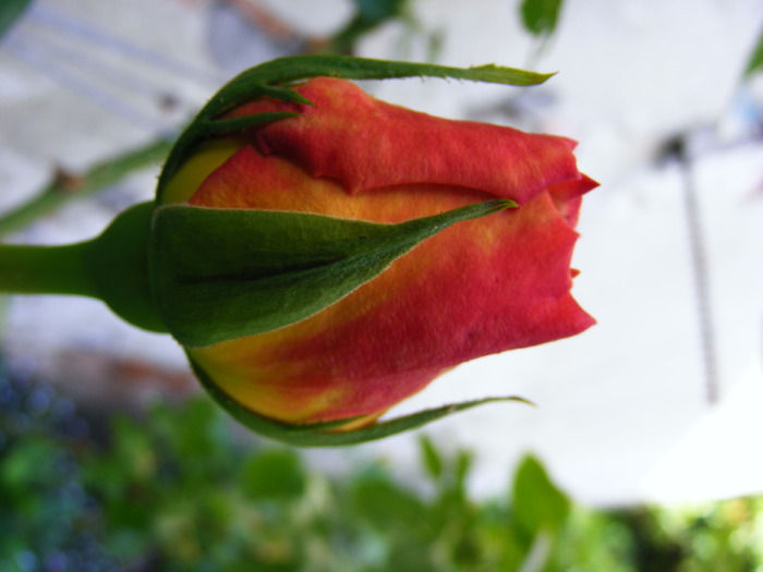 ABRAHAM_DARBY_22_MAI_2010 037