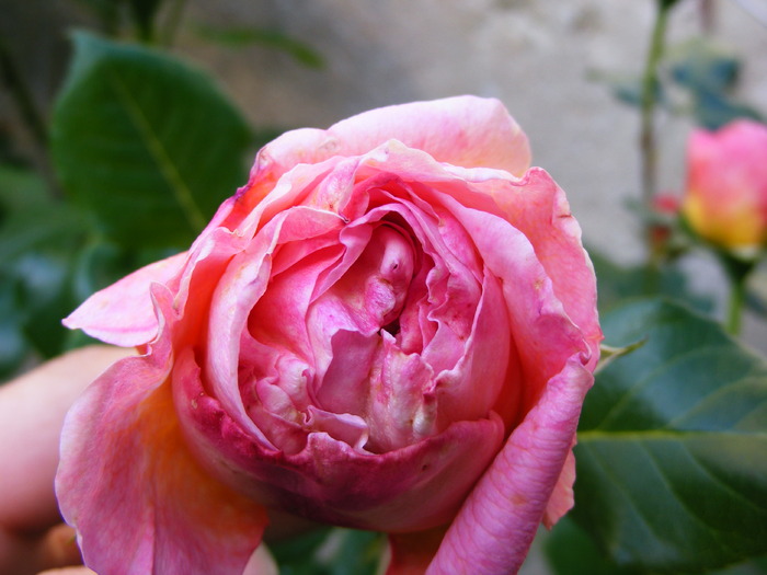 ABRAHAM_DARBY_22_MAI_2010 039