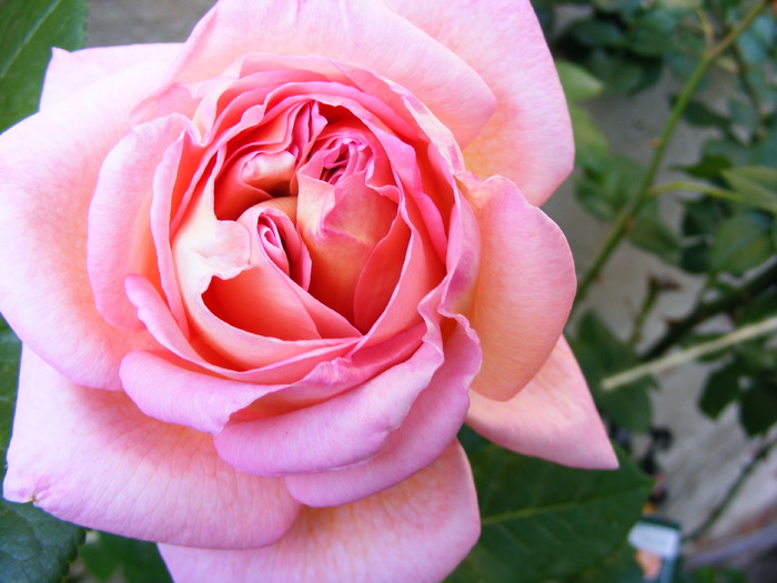 ABRAHAM_DARBY_27_MAI_2010 019