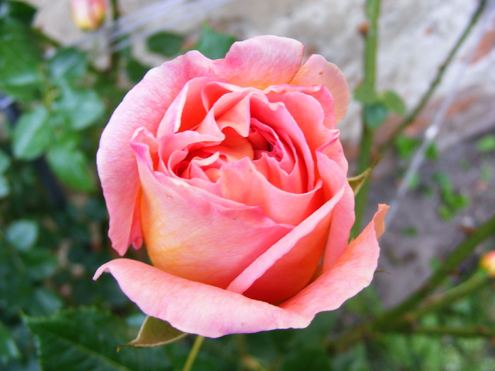 ABRAHAM_DARBY_27_MAI_2010 022