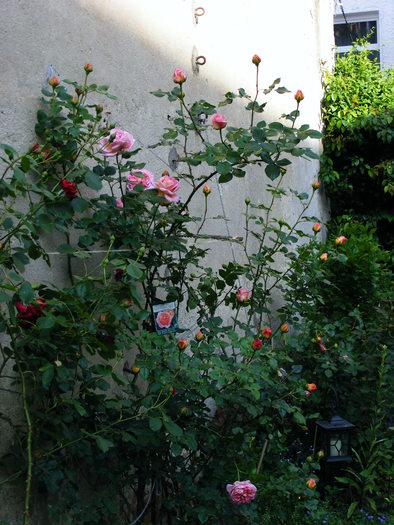 ABRAHAM_DARBY_27_MAI_2010 063