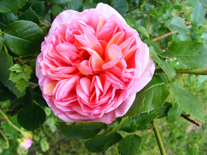 ABRAHAM_DARBY_27_MAI_2010 081