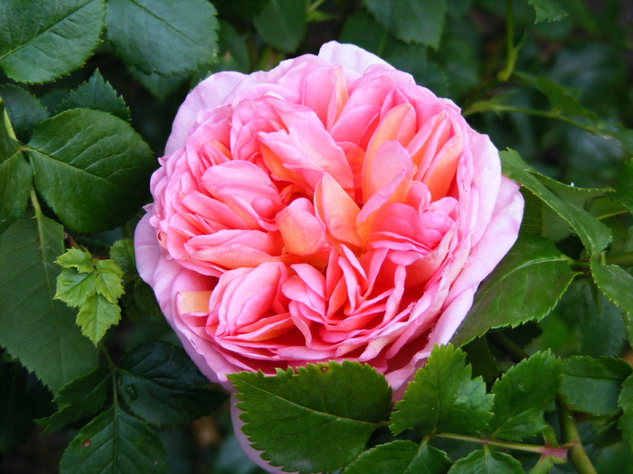 ABRAHAM_DARBY_27_MAI_2010 082