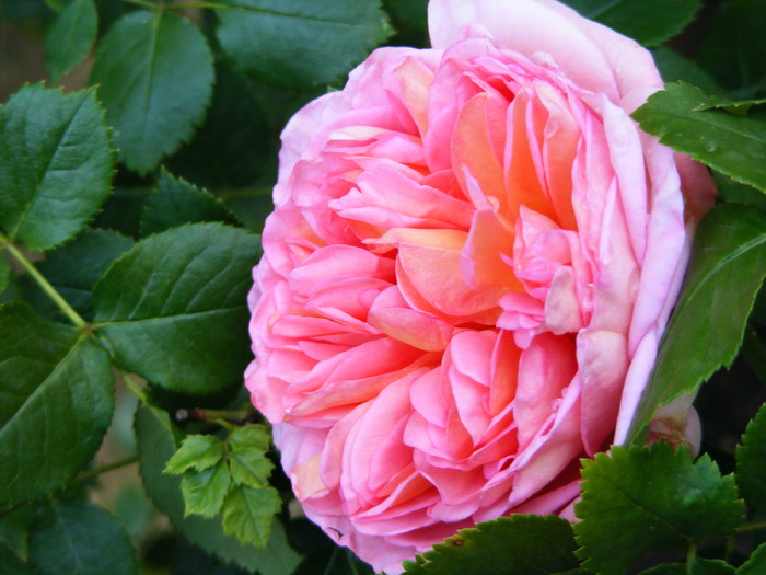 ABRAHAM_DARBY_27_MAI_2010 083