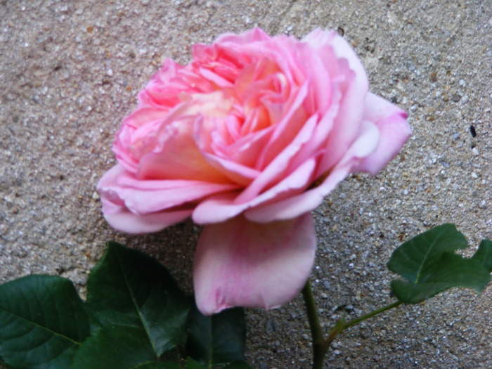 ABRAHAM_DARBY_27_MAI_2010 085