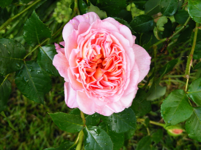 ABRAHAM_DARBY_27_MAI_2010 088