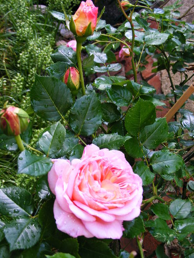 ABRAHAM_DARBY_27_MAI_2010 091