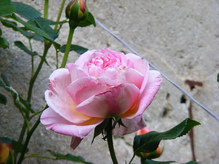 ABRAHAM_DARBY_27_MAI_2010 093