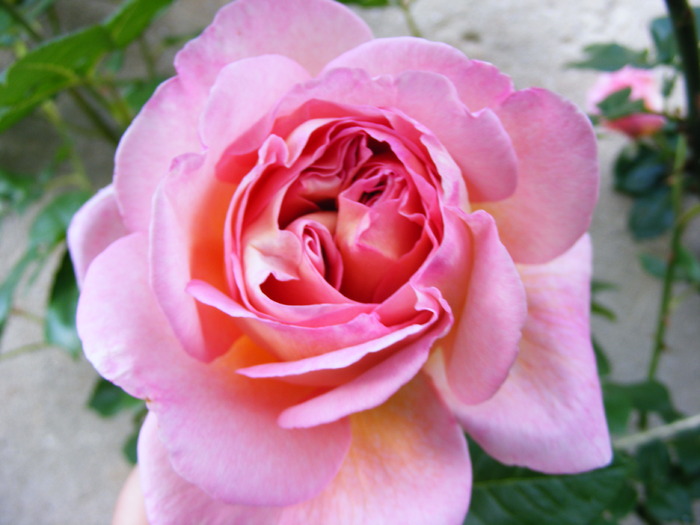 ABRAHAM_DARBY_27_MAI_2010 103