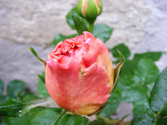 ABRAHAM_DARBY_2010_1