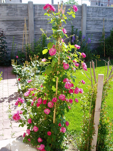 trandafir catarator "Angela" - Flori Mai - iunie 2010