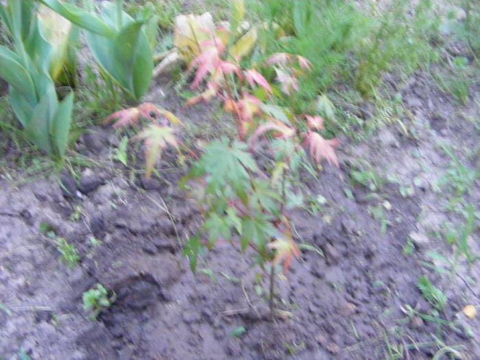 Mai 2010 071
