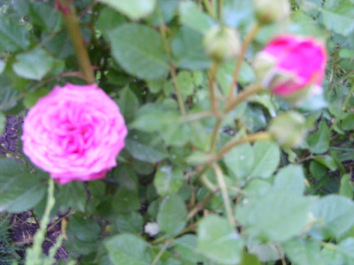 Mai 2010 027