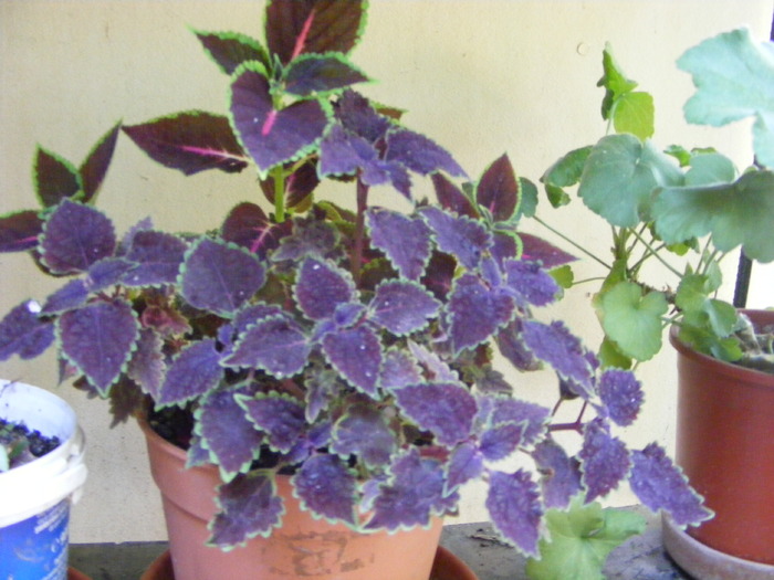 Mai 2010 040
