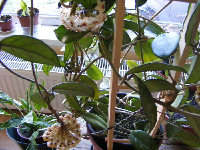 Mai 2010 043