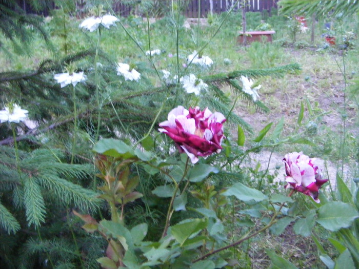Mai 2010 065