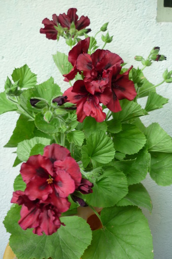 P1050489